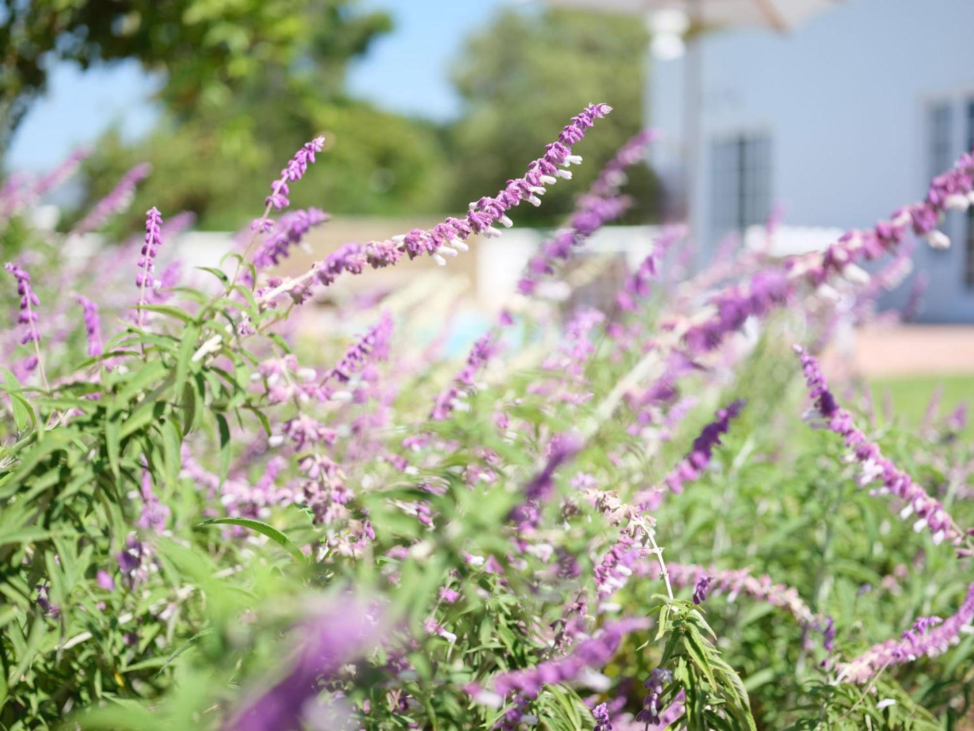 Adara Palmiet Valley Luxurious Boutique Farm Hotel Paarl Luaran gambar
